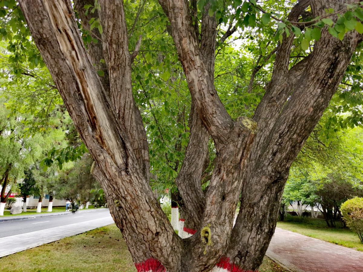 中国青海西宁市梨海棠果松球黄花老景观树