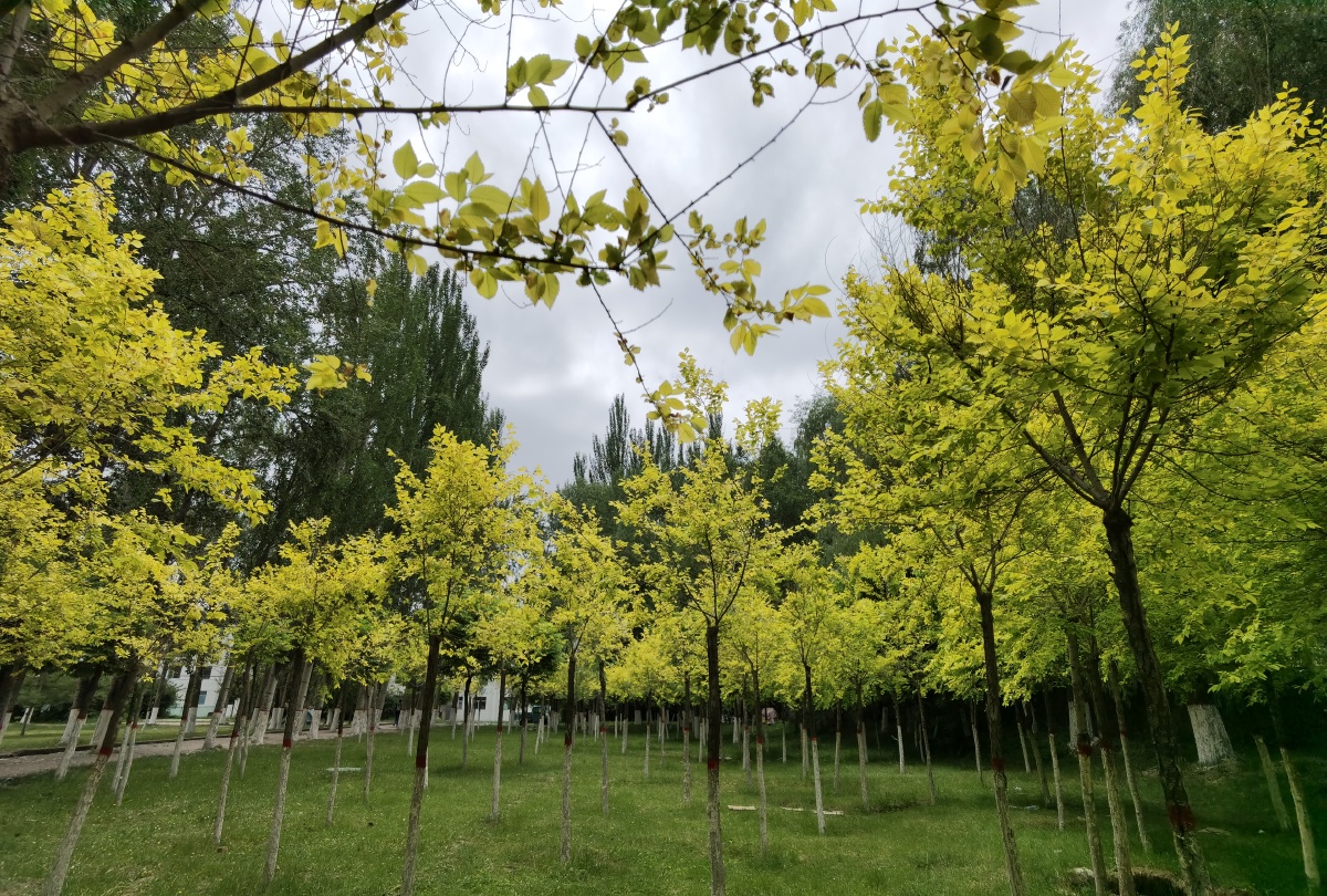 中国青海省西宁市青海大学树林花天空景观树