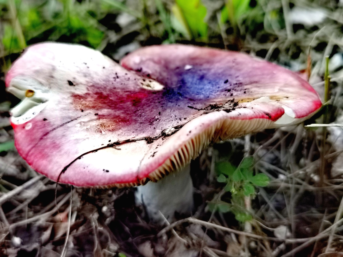 中国青海省西宁市蘑菇雨后草地里树上长出的蘑菇