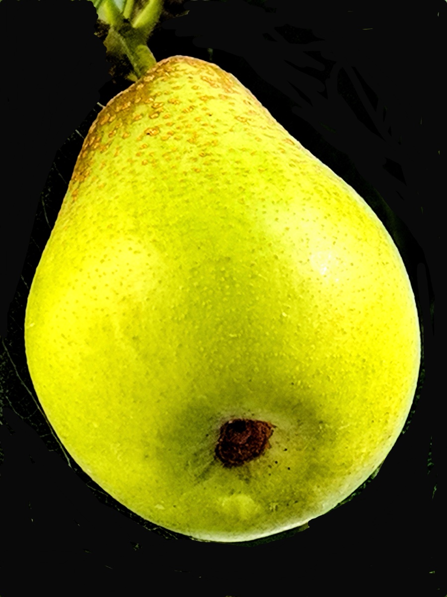 梨己渐显成熟的魅力