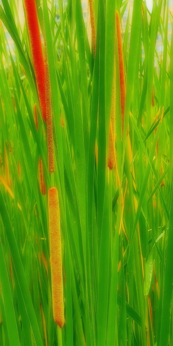 等待怒放的芦苇花reedflowerswaitingforbloom方文摄影作品fangwen