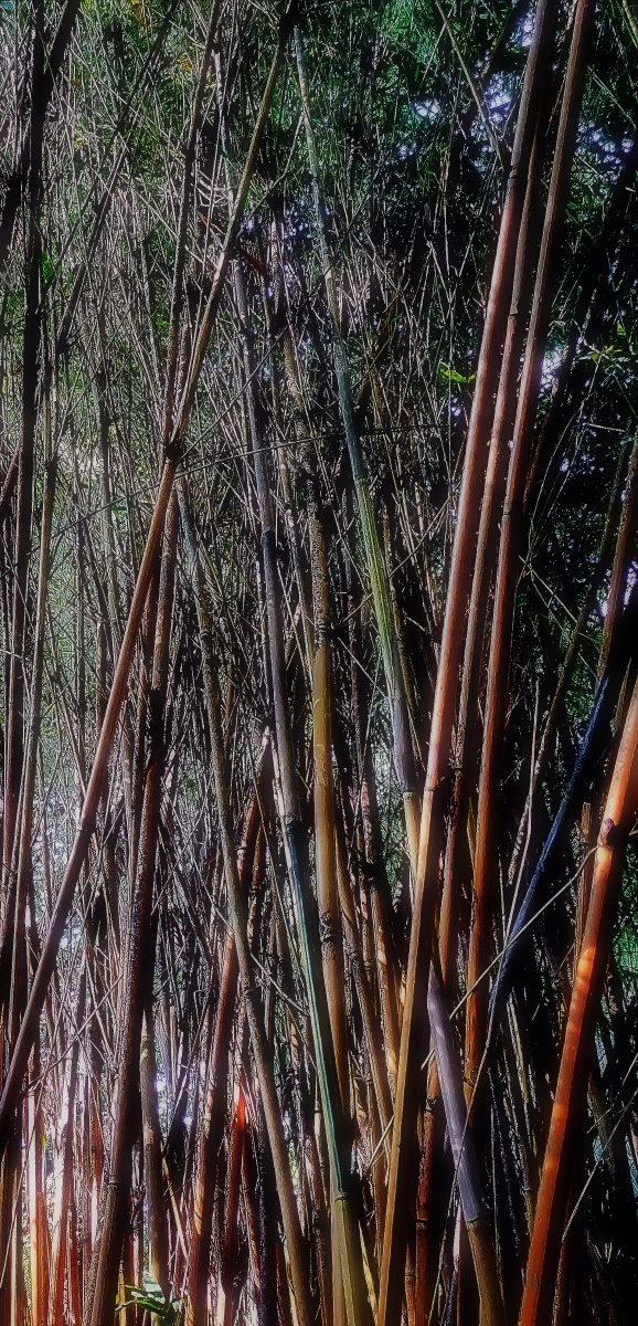 竹子b006bamboo山际见来烟竹中窥落日吴均smokeisseeninthemountains