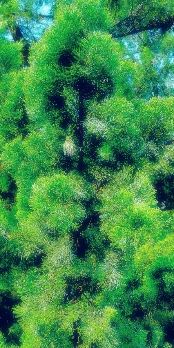 夏日松针01pineneedlesinsummer方文摄影作品fangwenphotography