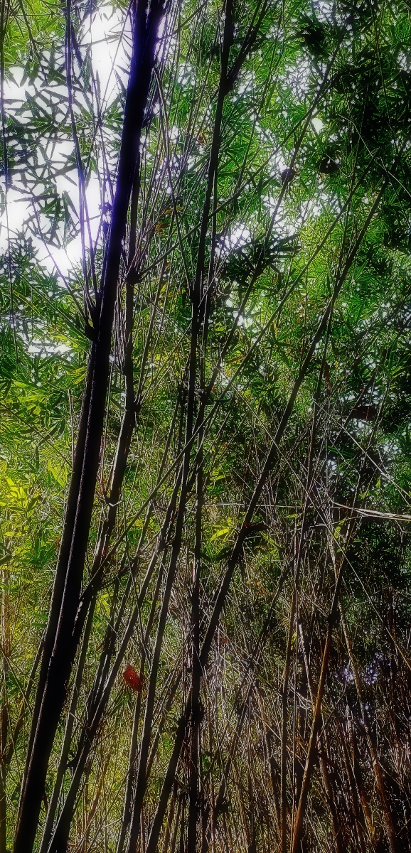 竹子b011bamboo山际见来烟竹中窥落日吴均smokeisseeninthemountains