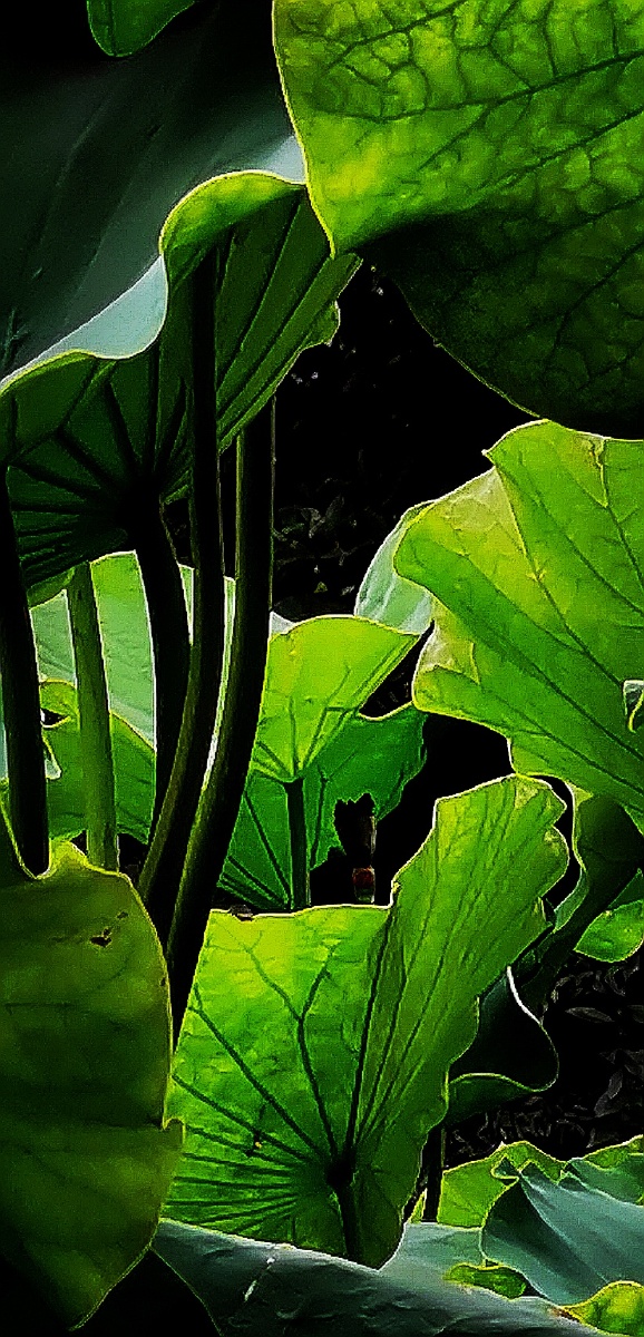 荷塘d004lotuspond看荷叶闻花香想起年幼时光lookingatthelotusleaves