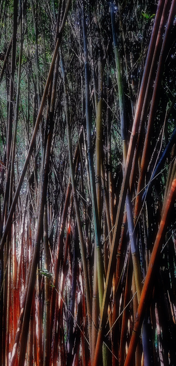 竹子b005bamboo山际见来烟竹中窥落日吴均smokeisseeninthemountains