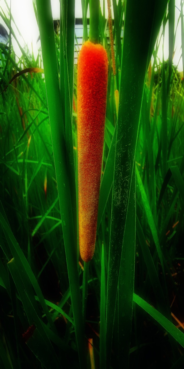 等待怒放的芦苇花reedflowerswaitingforbloom方文摄影作品fangwen