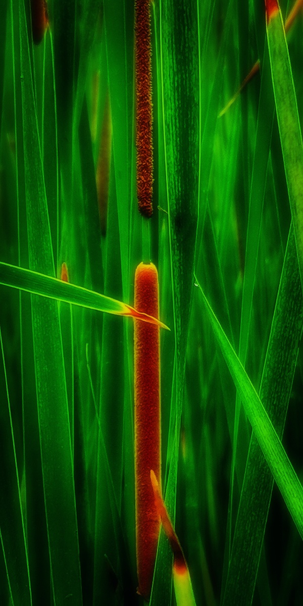 等待怒放的芦苇花reedflowerswaitingforbloom方文摄影作品fangwen