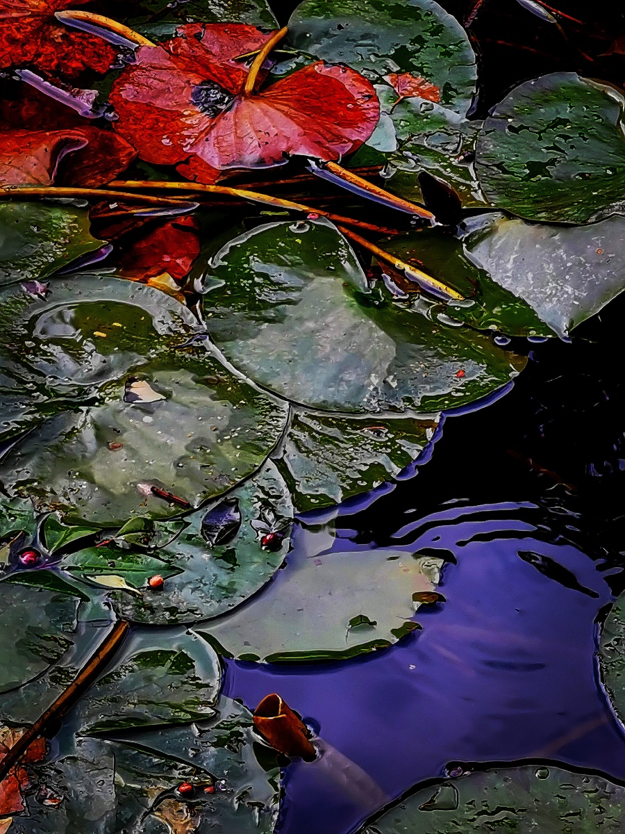 莲池》d01 lotus pond 莲池甘露三味曲 般若莲华索烟萝 lianchi ganlu