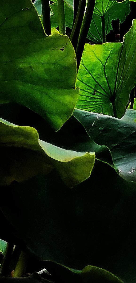 荷塘d002lotuspond看荷叶闻花香想起年幼时光lookingatthelotusleaves