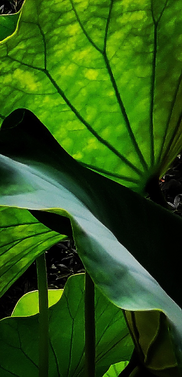 荷塘d004lotuspond看荷叶闻花香想起年幼时光lookingatthelotusleaves