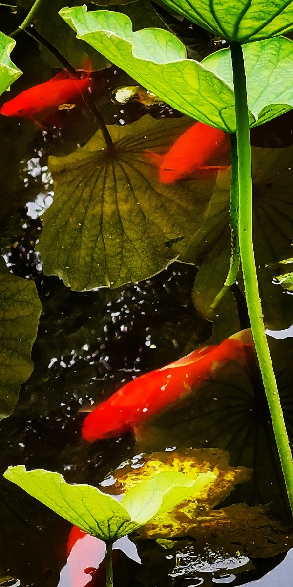 荷塘a001lotuspond像只鱼儿在荷塘荷花依然伴身傍likeafishinthelotus