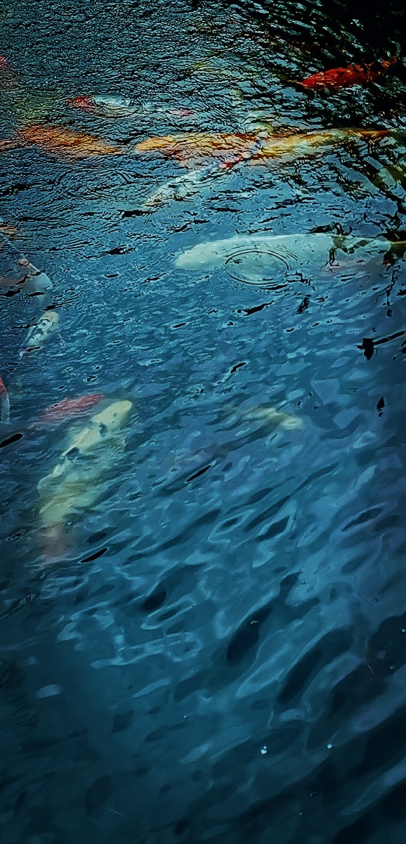 鱼61水005fishandwater004鱼儿水里游细听曼妙流水声fishswiminthe