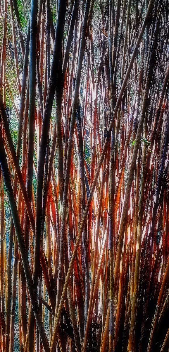 竹子b002bamboo山际见来烟竹中窥落日吴均smokeisseeninthemountains