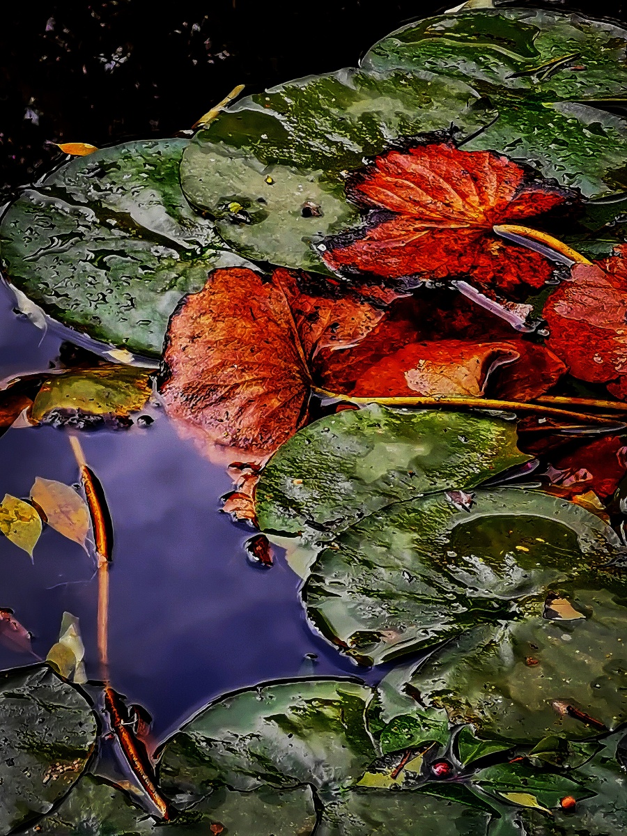 莲池》d01 lotus pond 莲池甘露三味曲 般若莲华索烟萝 lianchi ganlu