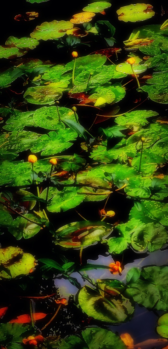 五彩莲池002colorfullotuspond梦中的故园五彩莲池hometownindream