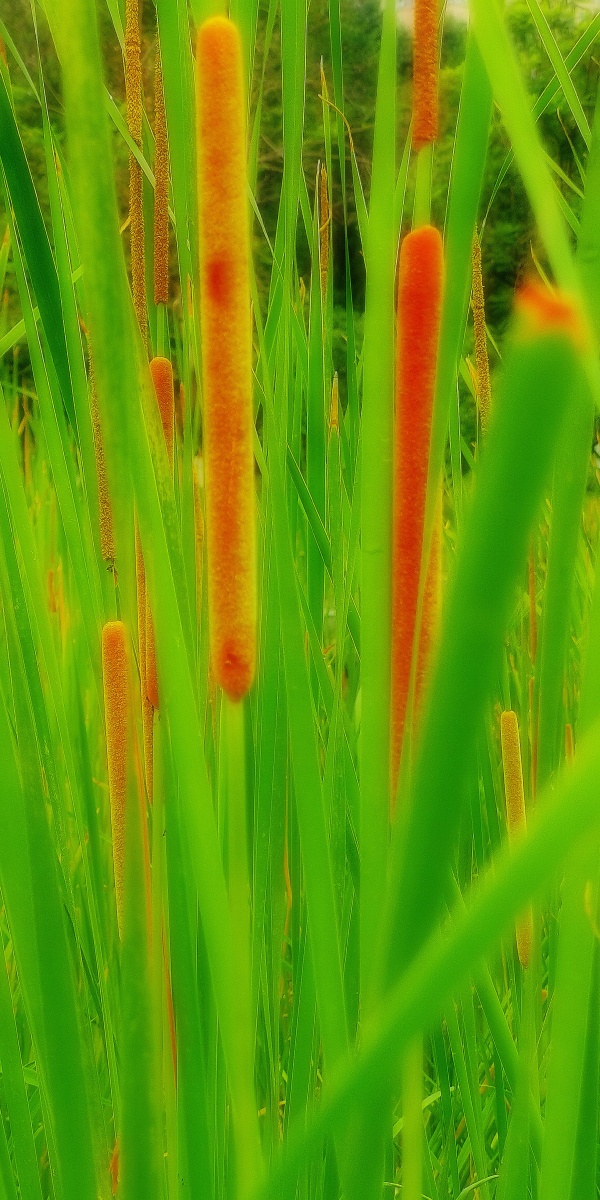 等待怒放的芦苇花reedflowerswaitingforbloom方文摄影作品fangwen