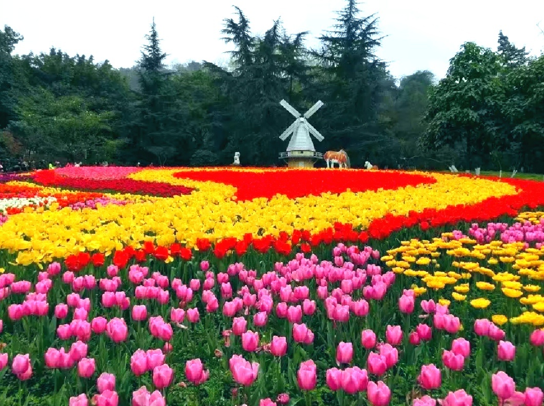 重庆花卉园一年一度的郁金香花展五颜六色盛开的郁金香花海令人陶醉