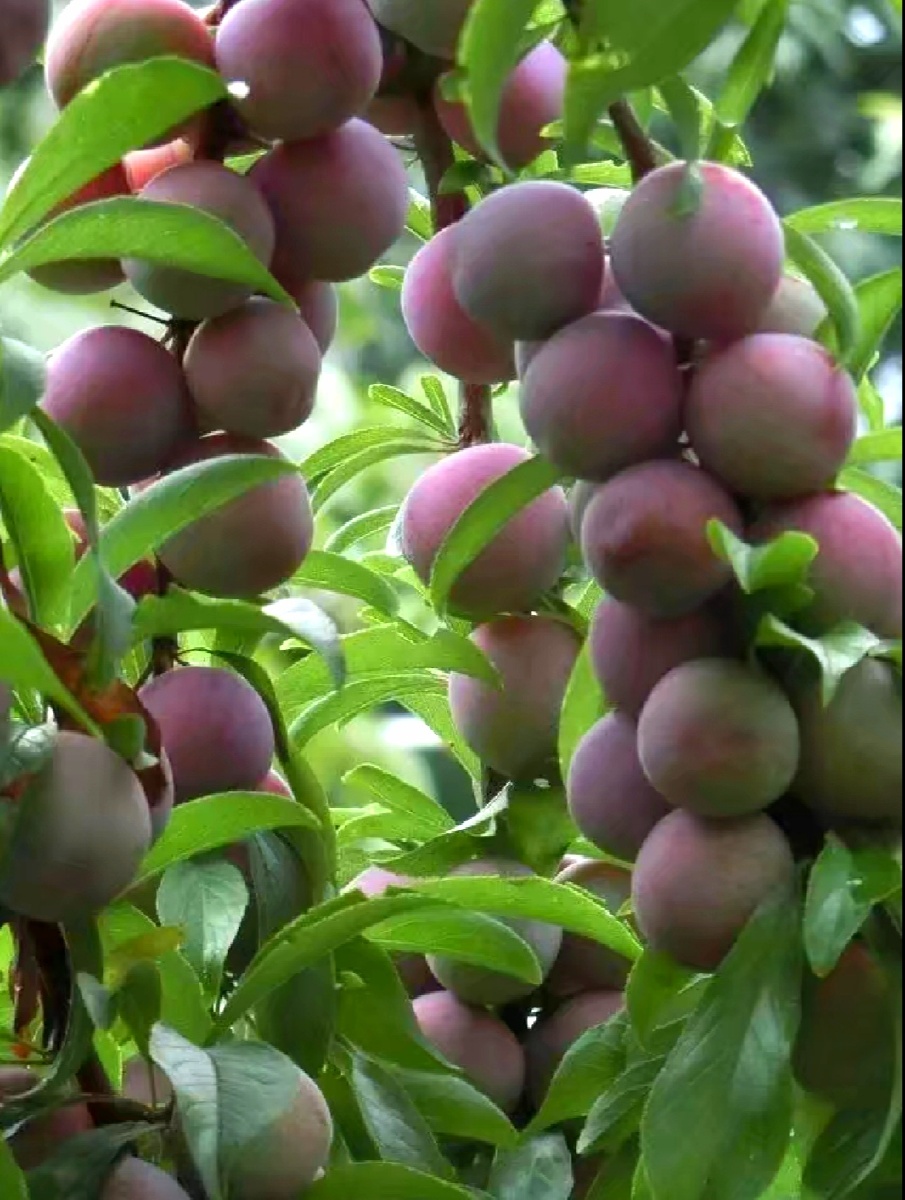 《硕果累累》 果树上挂满长势良好成熟了的果实,让人垂涎欲滴!