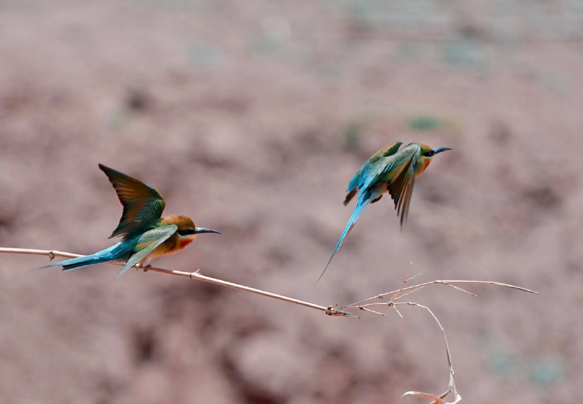 在地愿为连理枝在天愿作比翼鸟