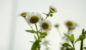 IMGP1194.jpg