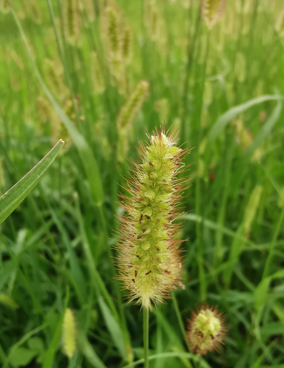 今天下午遇见的小美好 - 木子一田心 - 图虫