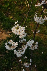DSC05592.JPG