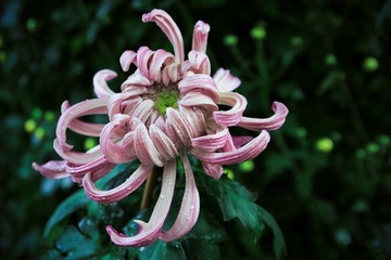 IMG_0922.jpg