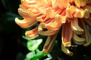 IMG_0975.jpg