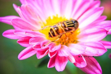 IMG_0999.jpg
