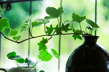 IMG_2593.jpg