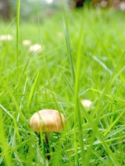 雨后的小蘑菇