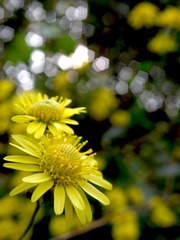 小野菊