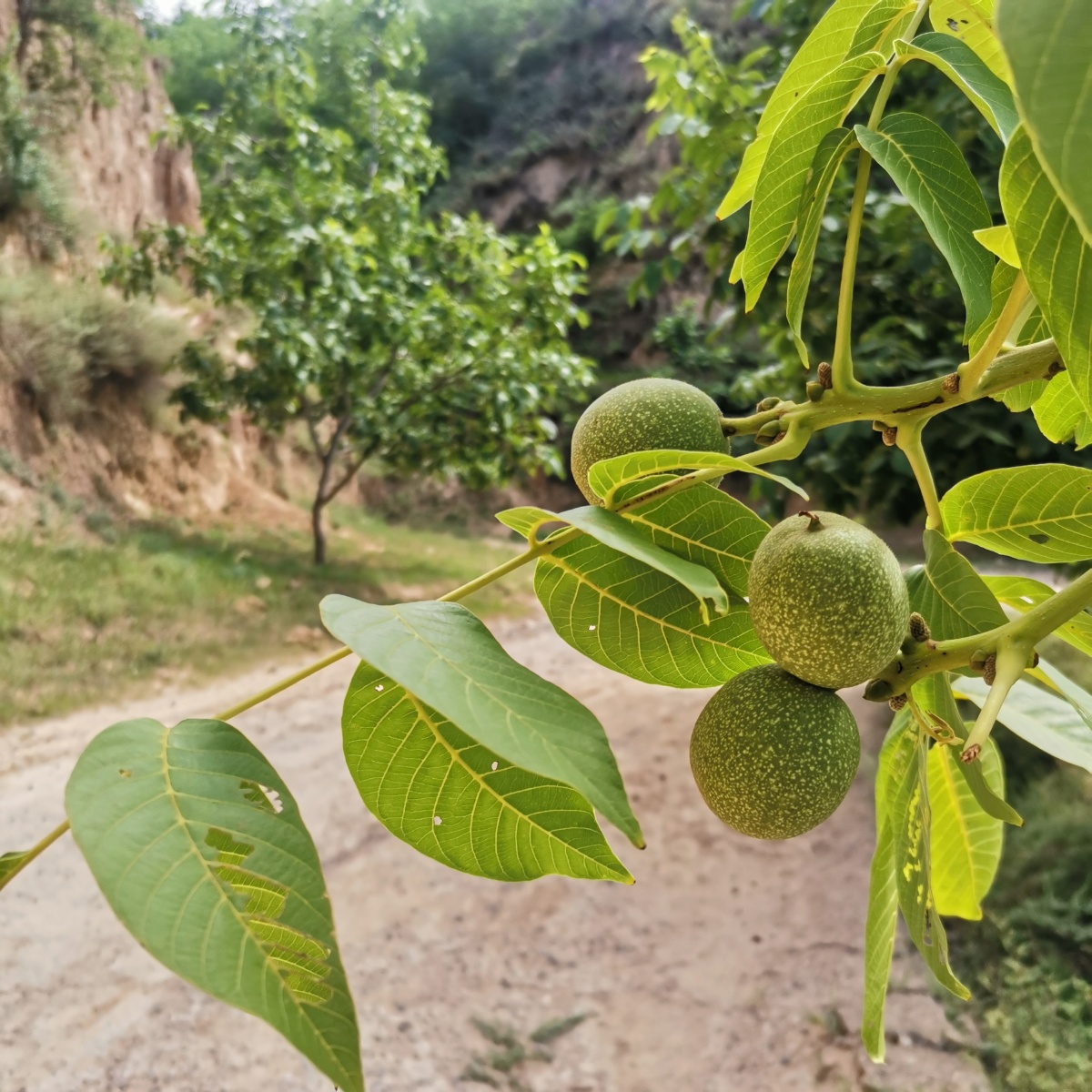 青葱的核桃树 茁壮成长 夏日果子