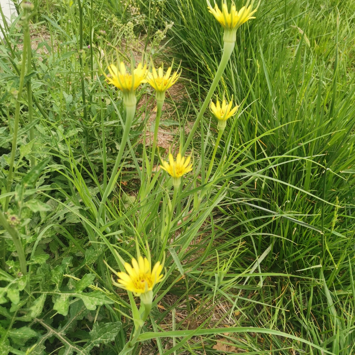 黄花婆罗门参日常少见的花花