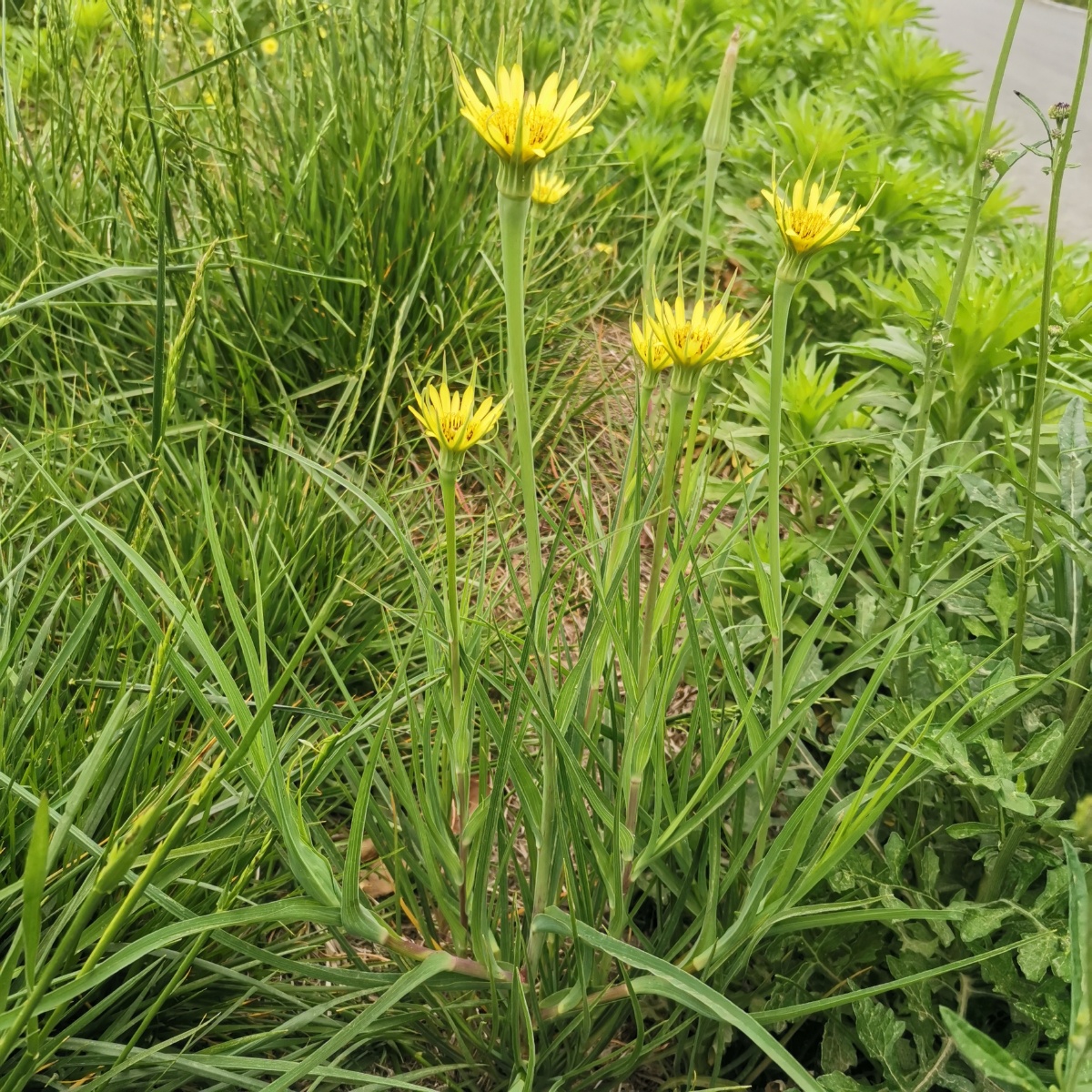 黄花婆罗门参日常少见的花花