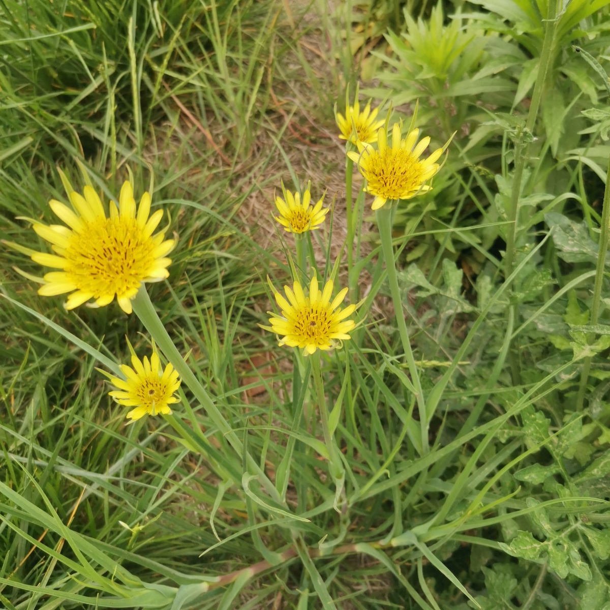 黄花婆罗门参日常少见的花花