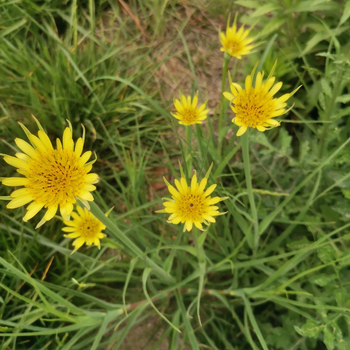 黄花婆罗门参日常少见的花花