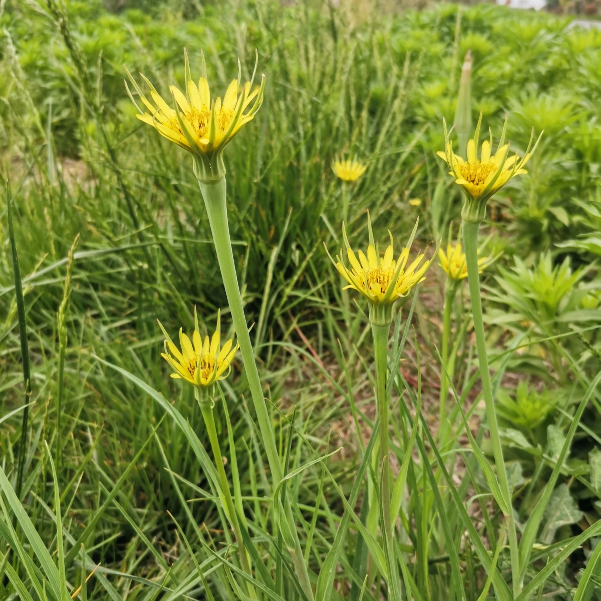 黄花婆罗门参日常少见的花花