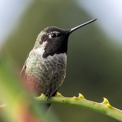 DSCF4631-2