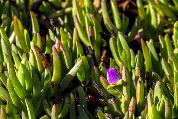 DSCF4075-2