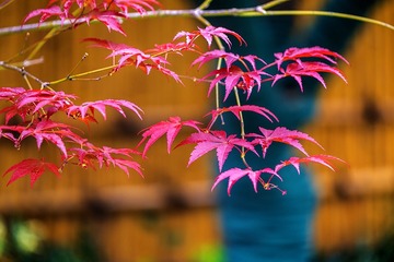 DSCF9527-2
