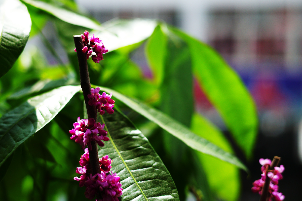  登录枯桃花会-1 发布于  13年4月30日                   1