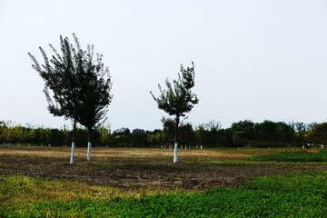 L1001276.jpg