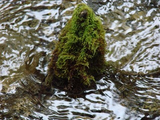 苔藓