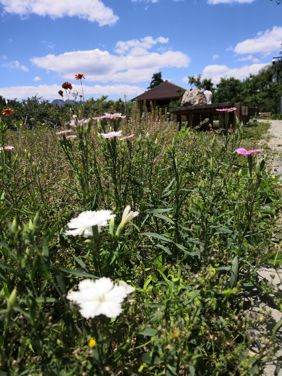 黄四娘家花满溪