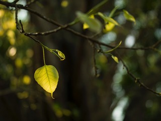 322E88F5-3F5D-4D1A-9DD7-BCE58930C227/L0/001