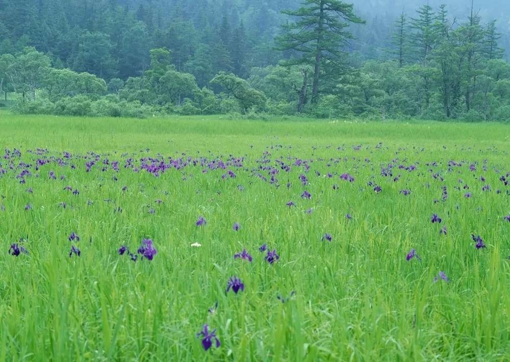 春天朝气蓬勃处处生机勃勃