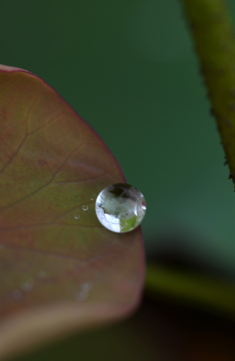 小荷叶上小水珠