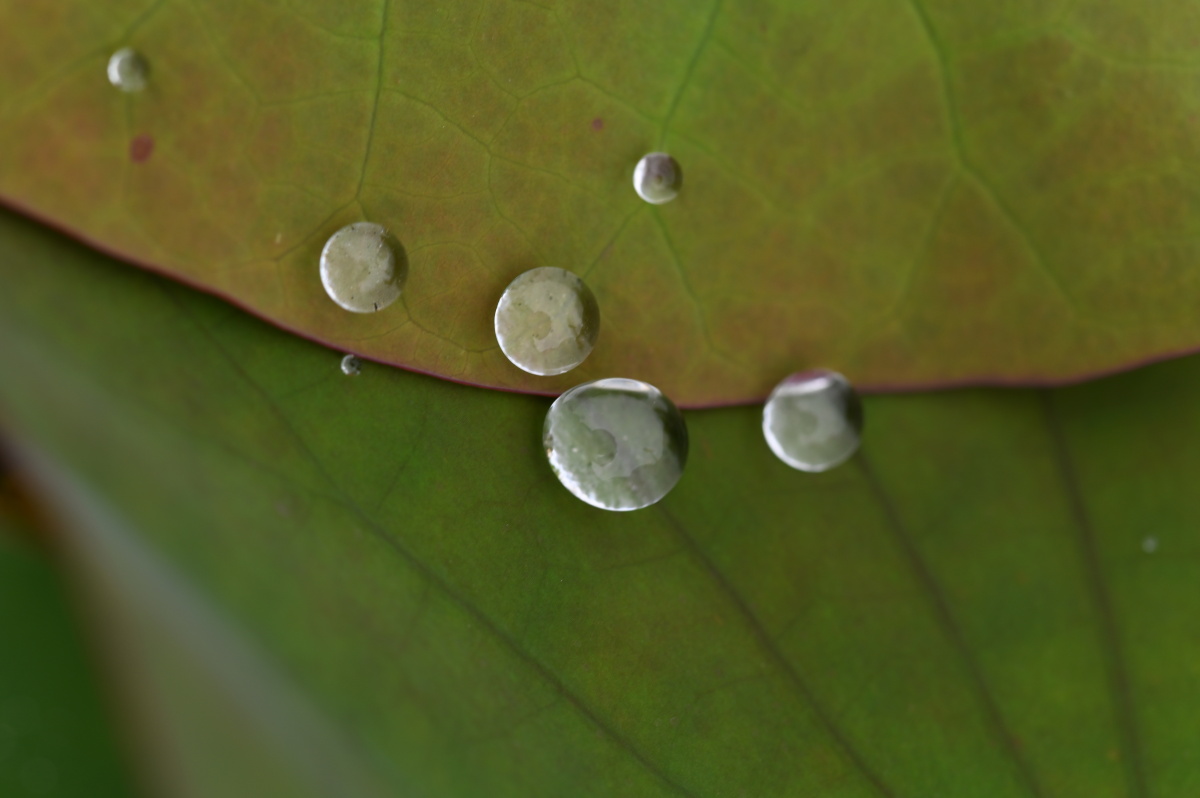 小荷叶上小水珠